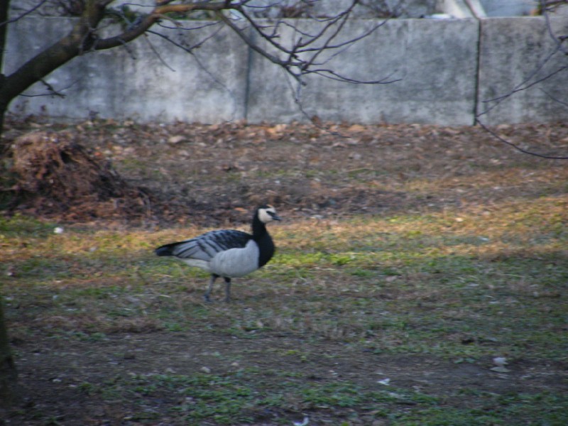 id uccelli
